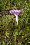 Saltmarsh morning-glory